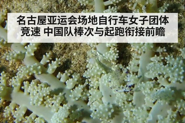 名古屋亚运会场地自行车女子团体竞速 中国队棒次与起跑衔接前瞻